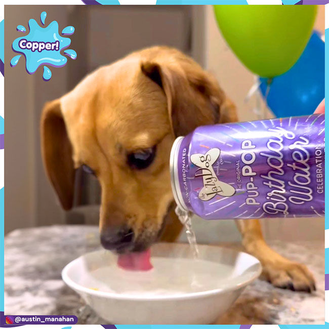 The Lazy Dog Cookie Co. Pup-POP Birthday Water - Celebration Hydration for Dogs - Vanilla Cake Flavor - 15.5 oz image number null